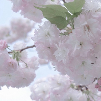 兽设校园场景设计兽圈群